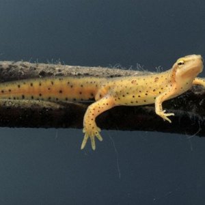 Red Spotted Newt