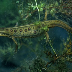 Red Spotted Newt