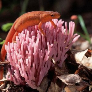 Red Spotted Newt on a Pink Coral Fungus