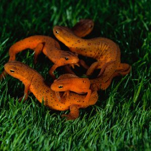 Red Spotted Newts