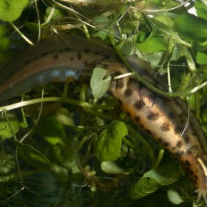 Smooth Newt