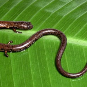 Field collection from the Talamanca Range of Costa Rica, around 3,000 feet above sea level.