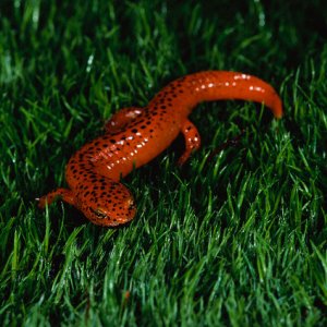 Black-chinned Red Salamander