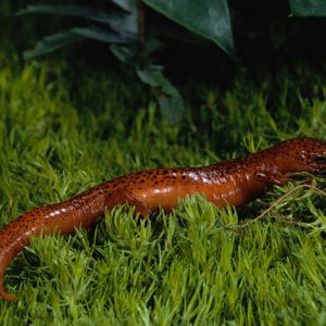 Black-chinned Red Salamander: 2