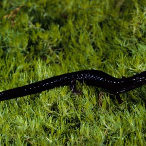 Black Lungless Salamander