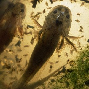 California Tiger Salamander (field collection)