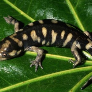 Eastern Tiger Salamander (my favorite!)