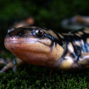 Eastern Tiger Salamander (looking at you!)