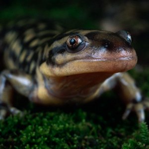 Eastern Tiger Salamander (still looking at you!)