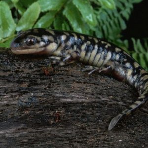 Eastern Tiger Salamander