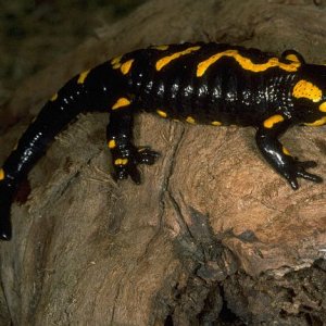 Fire Salamander (wild caught specimen; N.Africa)