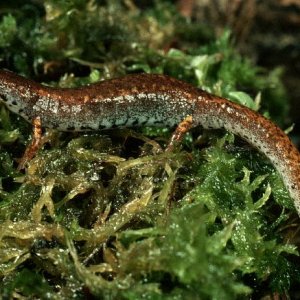 Four Toed Salamander