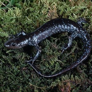 Jefferson Salamander