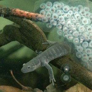 Jefferson Salamander with Eggs