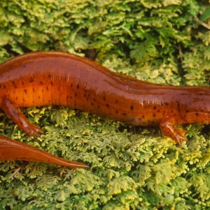 Kentucky Spring Salamander (Gyrinophilus porphyriticus duryi)