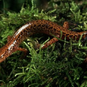 Long Tailed Salamander