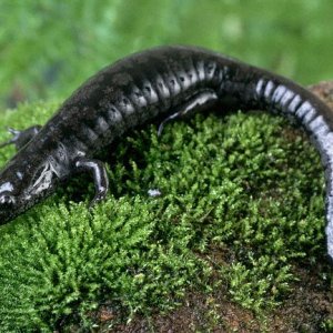 Mabee's Salamander