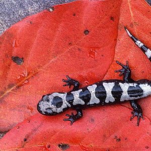 Marbled Salamander