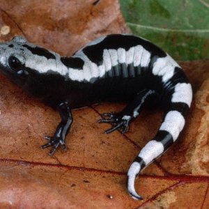 Marbled Salamander