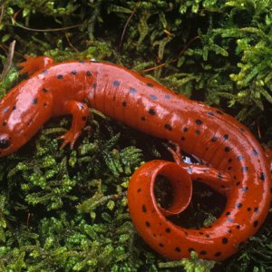 Mud Salamander (Pseudotriton montanus)