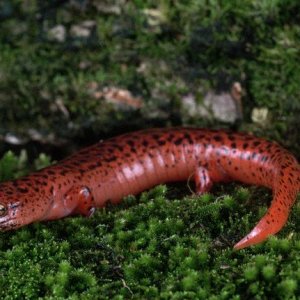 Northern Red Salamander