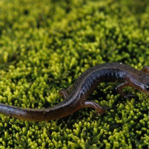 Northern Two Lined Salamander