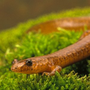 Northern Spring Salamander (Gyrinophilus porphyriticus p.)