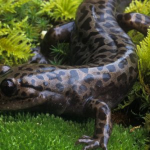 Pacific Giant Salamander (another of my favorites)