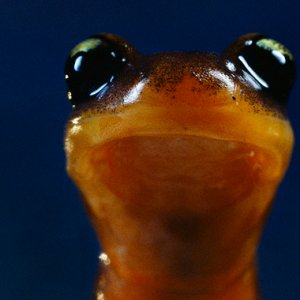 Yellow Eyed Ensatina (Ensatina eschscholtzii xanthoptica)