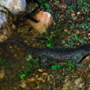 Sharp Ribbed Salamander (Pleurodeles waltl)