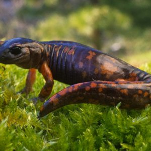 Sierra Nevada Salamander