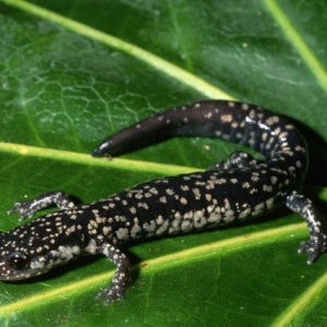 Slimy Salamander