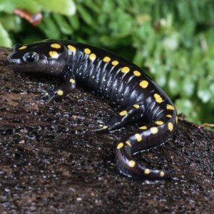 Spotted Salamander