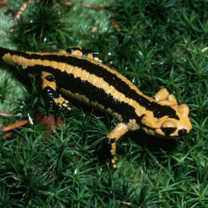 Striped Fire Salamander (France import)