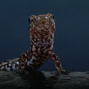 Three Lined Salamander (looking at you)