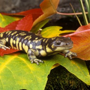 Tiger Salamander (Ambystoma tigrinum nebulosum)