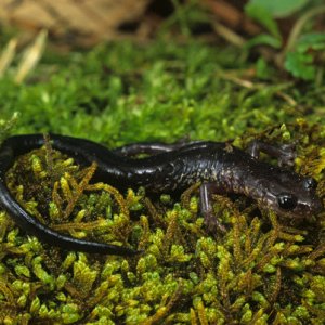 Wehrles Salamander