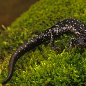 White Spotted Slimy Salamander