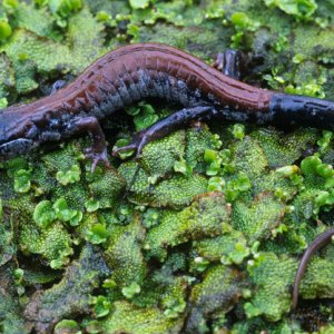 Yonahlossee Salamander (Plethodon yonahlossee)