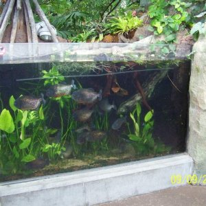 Piranha tank