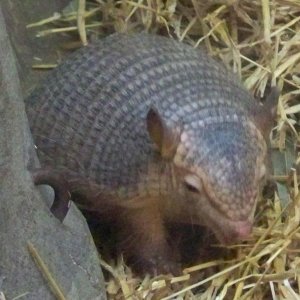 Armadillo1