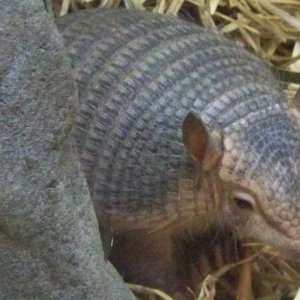 Armadillo2