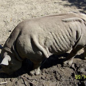 WrinkledRhino