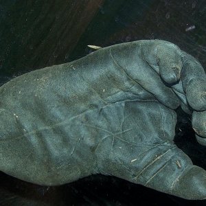 GorillaFoot