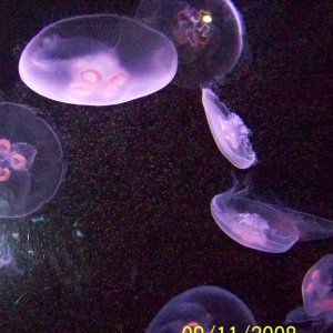 Jellyfish