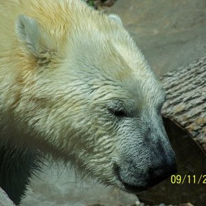 PolarBear