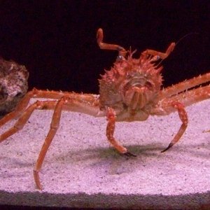 WeirdCrab