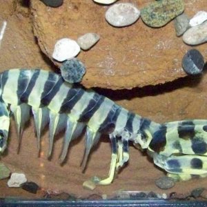 ZebraShrimp