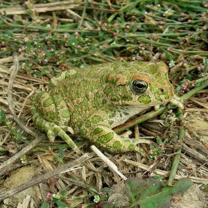 Bufo viridis