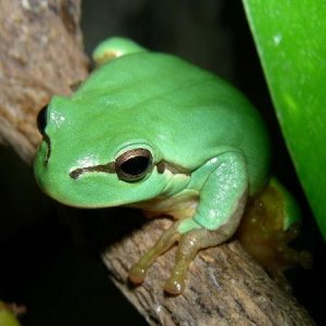 Hyla intermedia